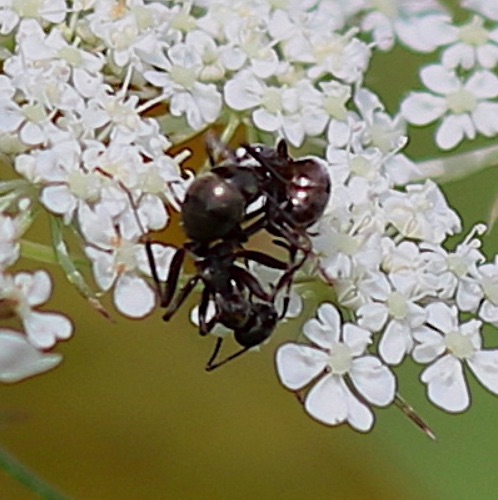 Ants Fighting on Queen Ann's Lace